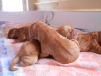 /album/anglicky-kokerspaniel/male-0001-jpg/